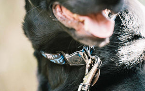 Transition Dog Leash TR Logo